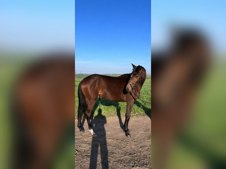 Trakehner Jument 3 Ans 158 cm Bai brun in Mügeln