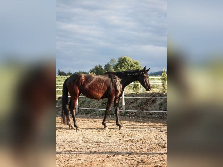 Trakehner Jument 3 Ans 158 cm Noir in Straßwalchen