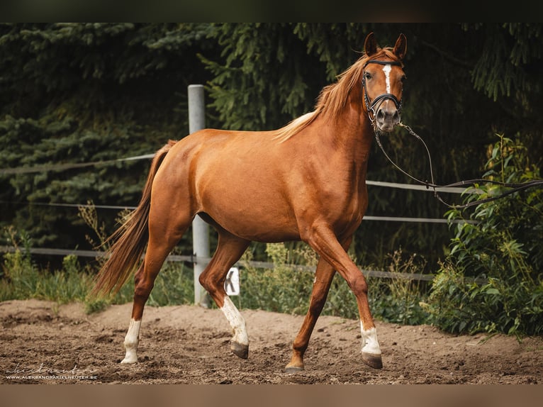 Trakehner Jument 3 Ans 160 cm Alezan in Wandlitz