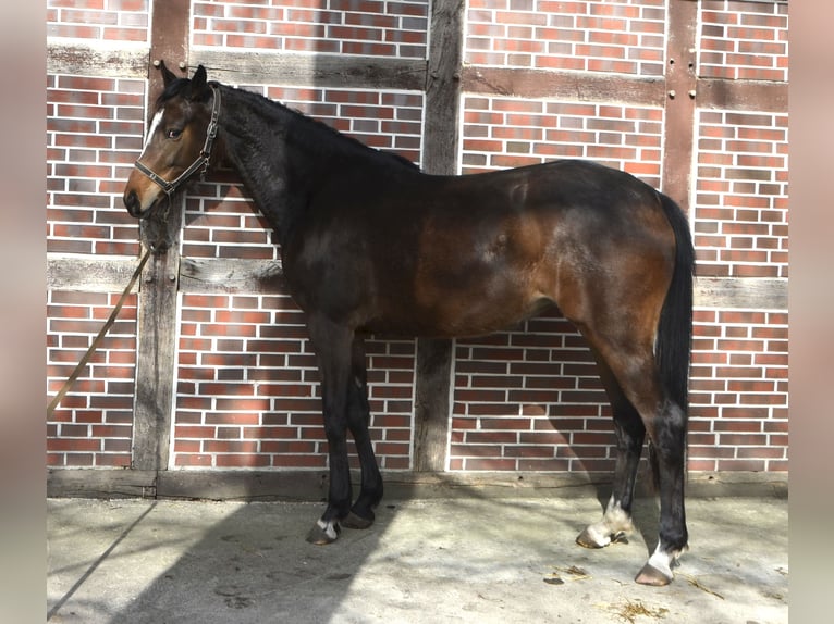 Trakehner Jument 3 Ans 160 cm Bai in Langenhagen