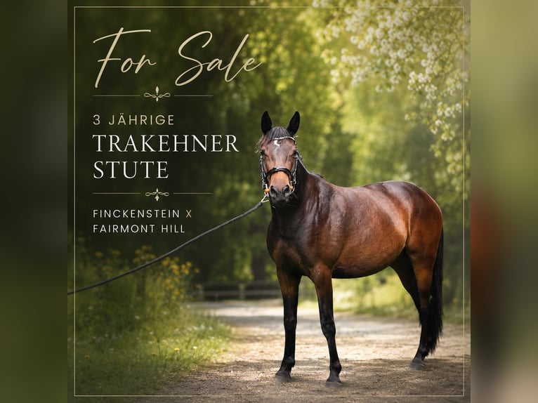 Trakehner Jument 3 Ans 160 cm Bai in Eggebek