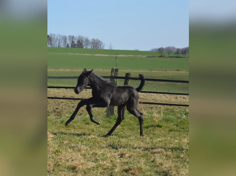 Trakehner Jument 3 Ans 163 cm Noir in Uslar