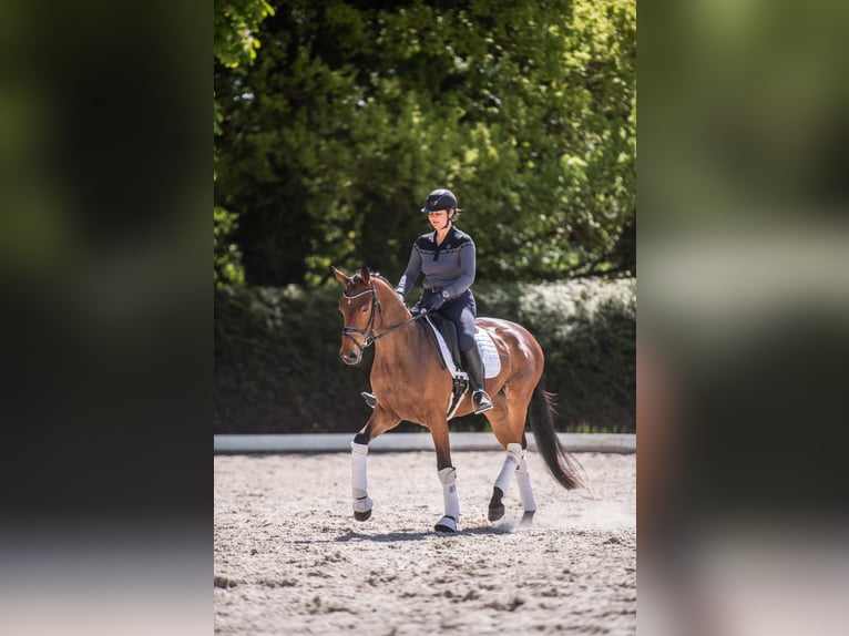 Trakehner Jument 3 Ans 164 cm Bai in Panker