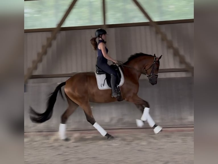 Trakehner Jument 3 Ans 164 cm Bai in Schwarmstedt