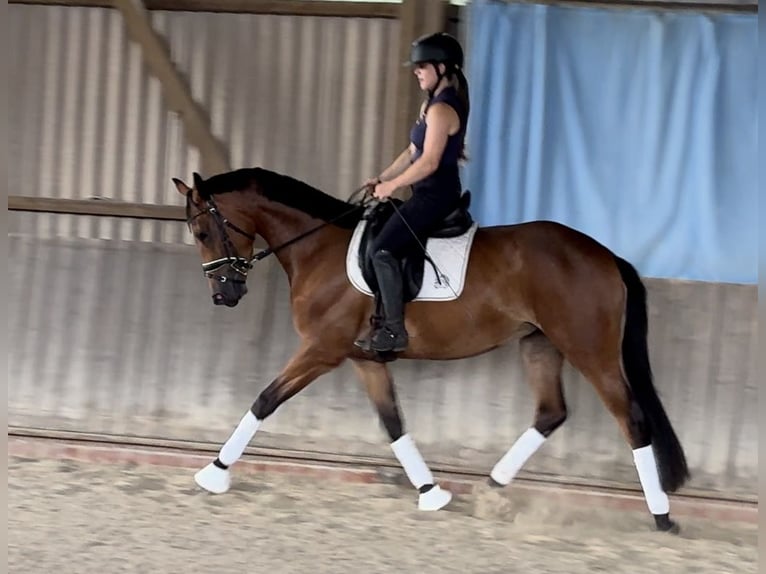 Trakehner Jument 3 Ans 164 cm Bai in Schwarmstedt