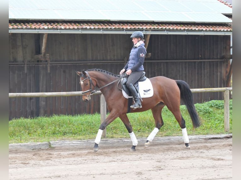 Trakehner Jument 3 Ans 164 cm Bai in Wellheim