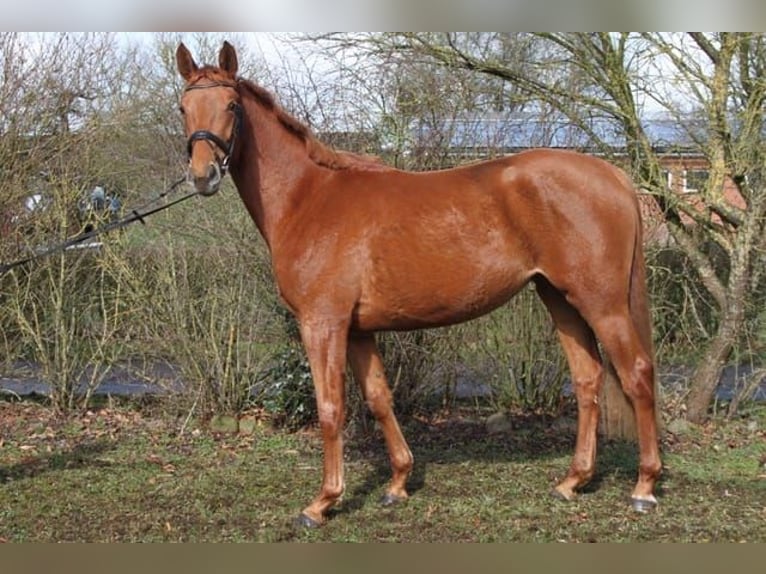 Trakehner Jument 3 Ans 165 cm Alezan in Heidekrug