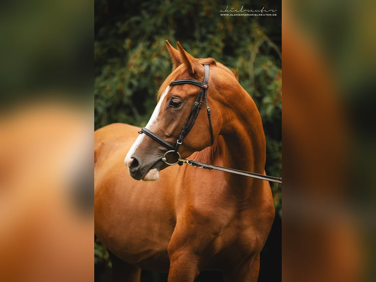 Trakehner Jument 3 Ans 165 cm Alezan in Wandlitz