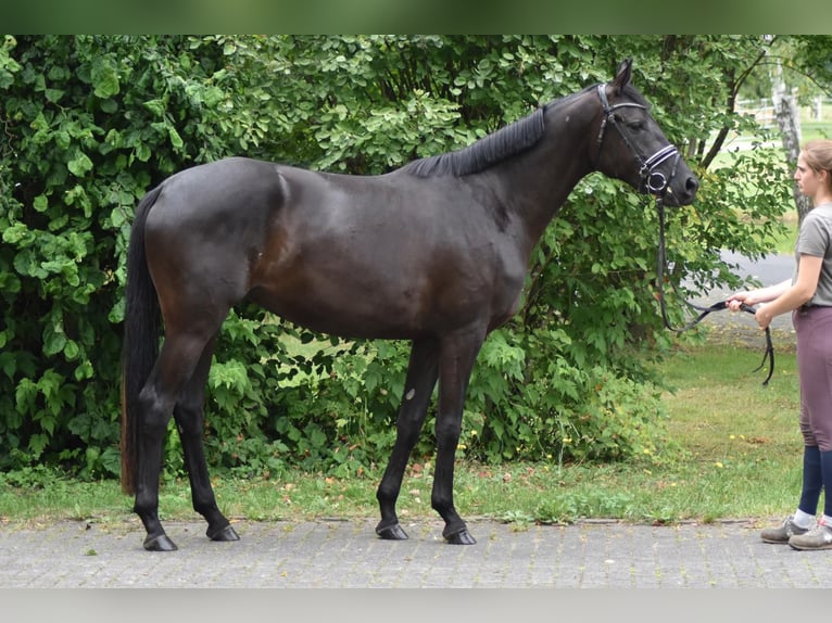 Trakehner Jument 3 Ans 165 cm Bai brun in Herbstein