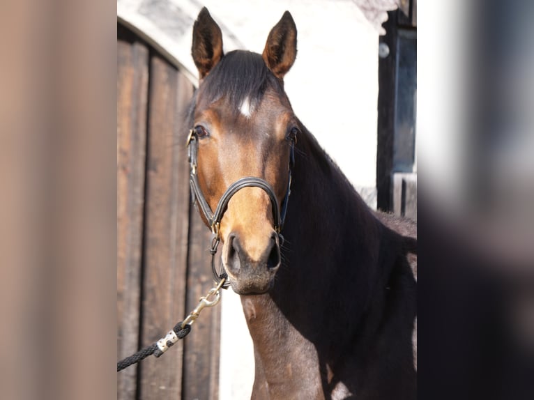 Trakehner Jument 3 Ans 165 cm Bai in Günzburg