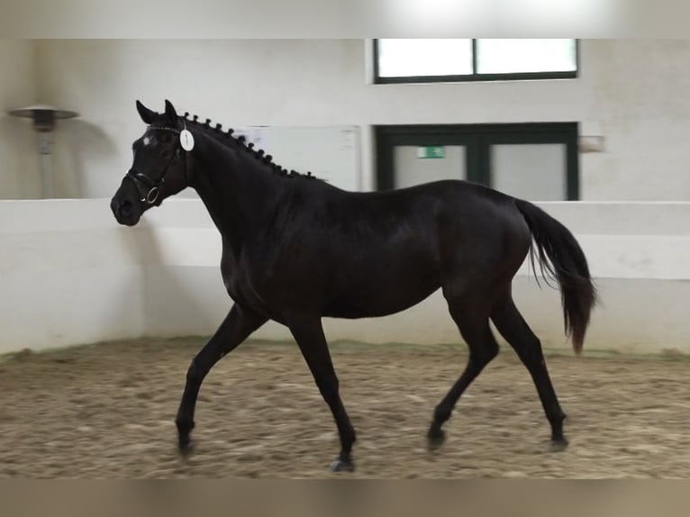 Trakehner Jument 3 Ans 165 cm Gris in Hürtgenwald