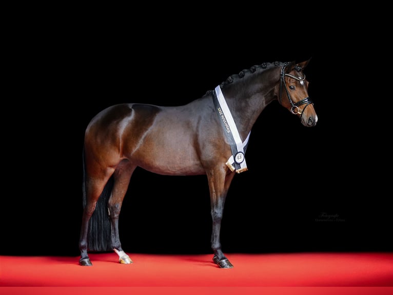 Trakehner Jument 3 Ans 166 cm Bai in Essen