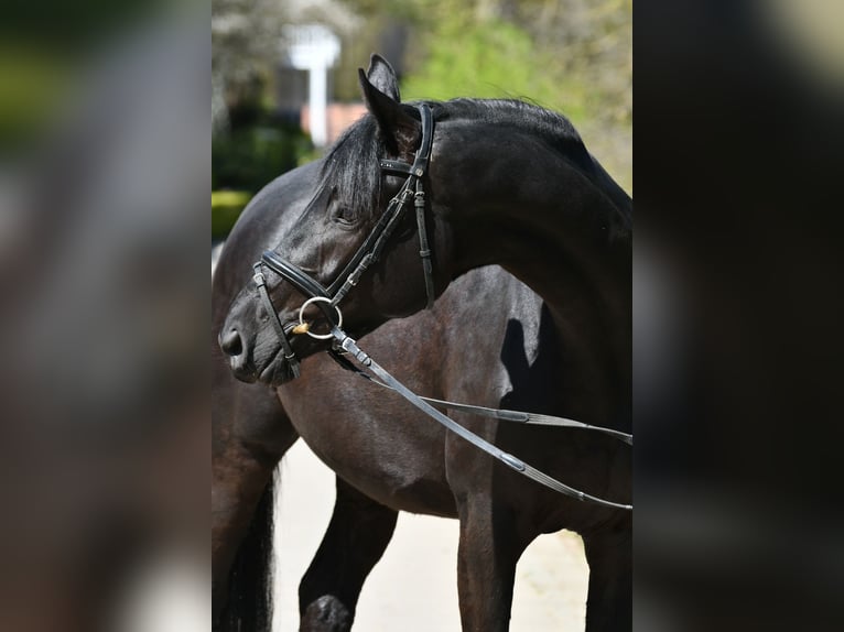 Trakehner Jument 3 Ans 166 cm Noir in Grebin