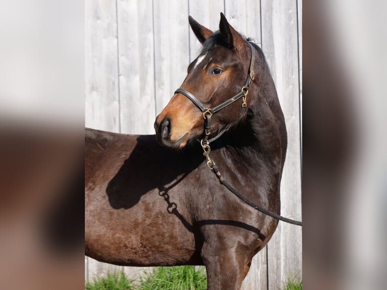 Trakehner Jument 3 Ans 167 cm Bai in Günzburg