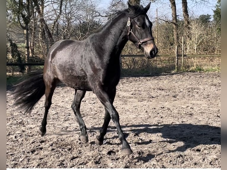 Trakehner Jument 3 Ans 167 cm Peut devenir gris in Vechta