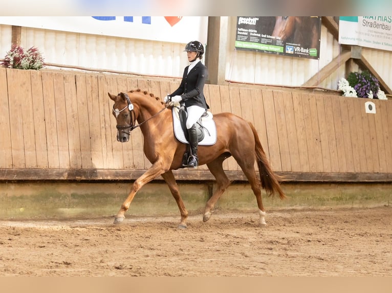 Trakehner Jument 3 Ans 168 cm Alezan in Bad Zwischenahn