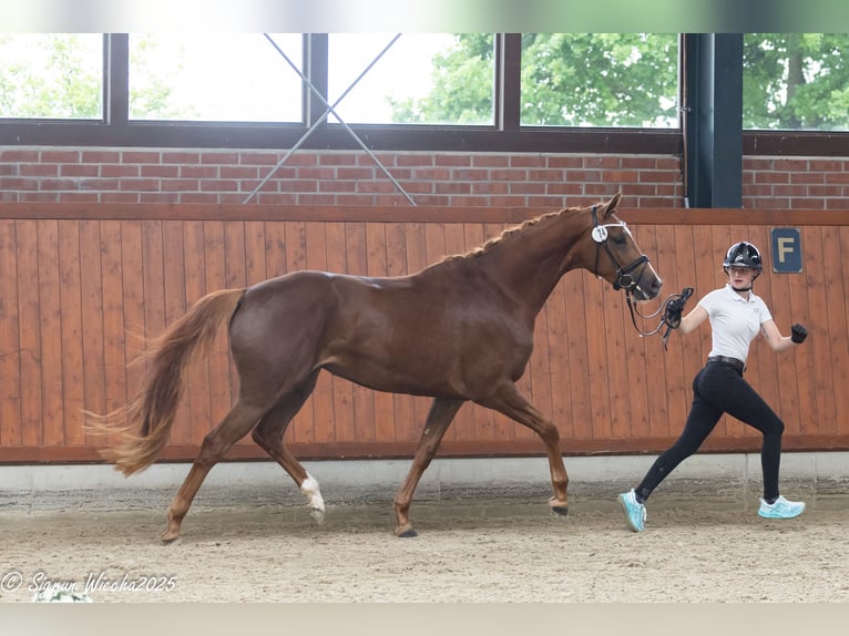 Trakehner Jument 3 Ans 168 cm Alezan in Essen (Oldenburg)