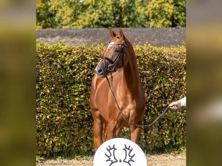Trakehner Jument 3 Ans 168 cm Alezan in Essen (Oldenburg)