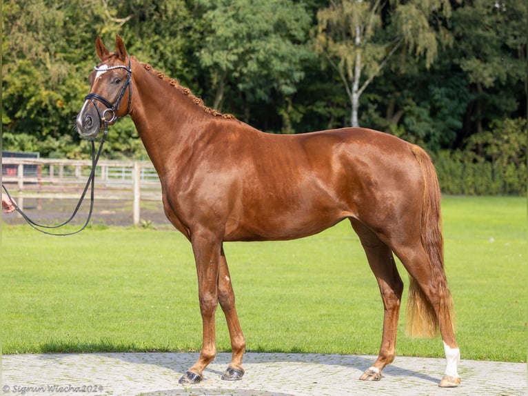 Trakehner Jument 3 Ans 168 cm Alezan in Essen (Oldenburg)