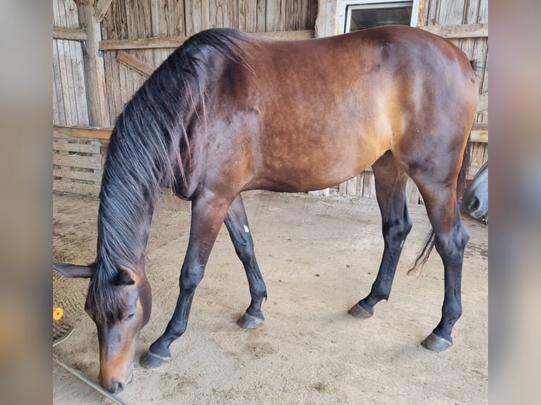 Trakehner Jument 3 Ans 168 cm Bai brun in Trostberg