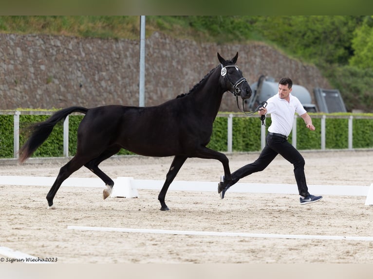Trakehner Jument 3 Ans 168 cm Bai brun foncé in Grafing bei München
