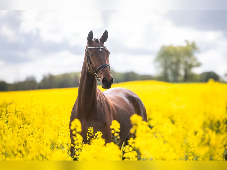 Trakehner Jument 3 Ans 168 cm Bai in Panker