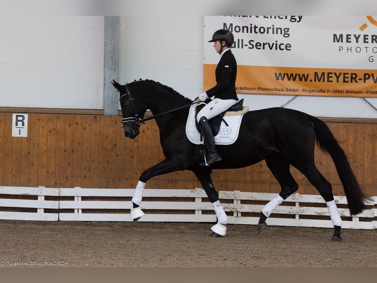 Trakehner Jument 3 Ans 169 cm Bai brun foncé in Neumünster