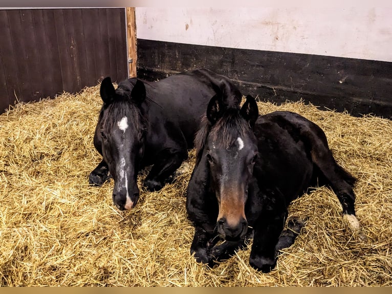 Trakehner Jument 3 Ans 170 cm Bai brun in Nellingen Aichen