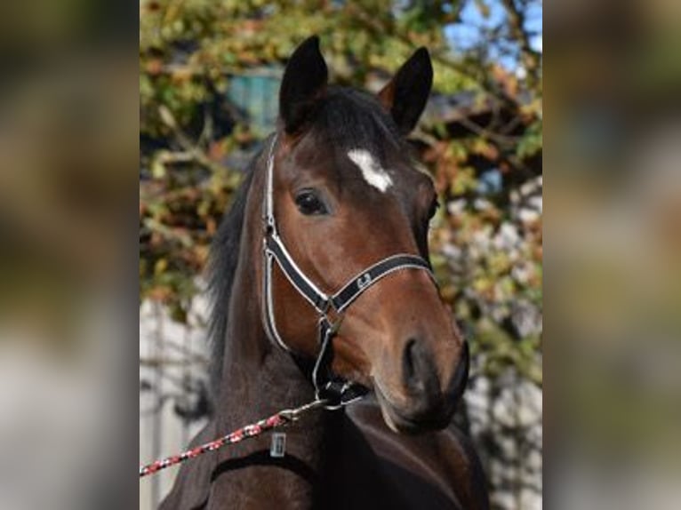 Trakehner Jument 3 Ans 170 cm Bai in Sieverstedt