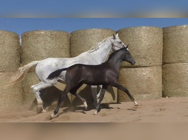 Trakehner Jument 3 Ans 170 cm Gris in Aytos