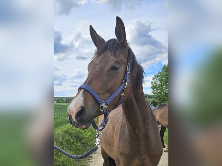 Trakehner Jument 3 Ans 178 cm Bai in Adelsried