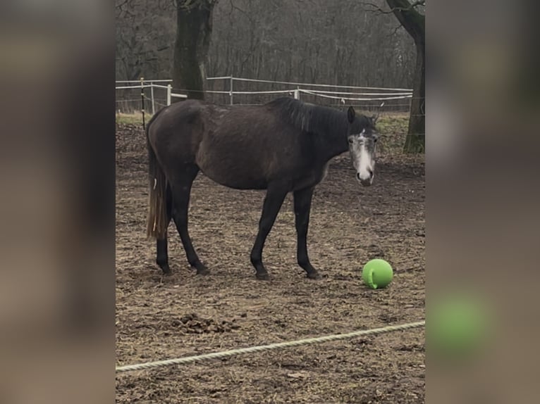 Trakehner Jument 3 Ans Gris noir in Hasenmoor