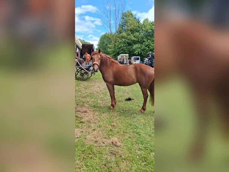 Trakehner Croisé Jument 4 Ans 153 cm Alezan in Sollstedt