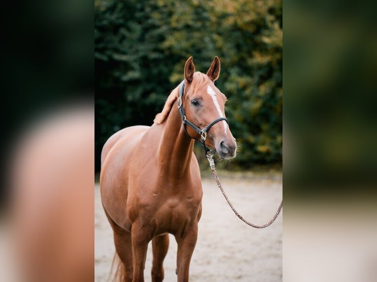 Trakehner Jument 4 Ans 160 cm Alezan in Klein-Heide
