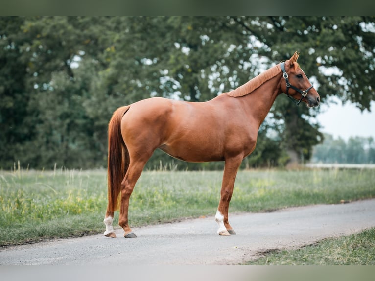 Trakehner Jument 4 Ans 160 cm Alezan in Klein-Heide