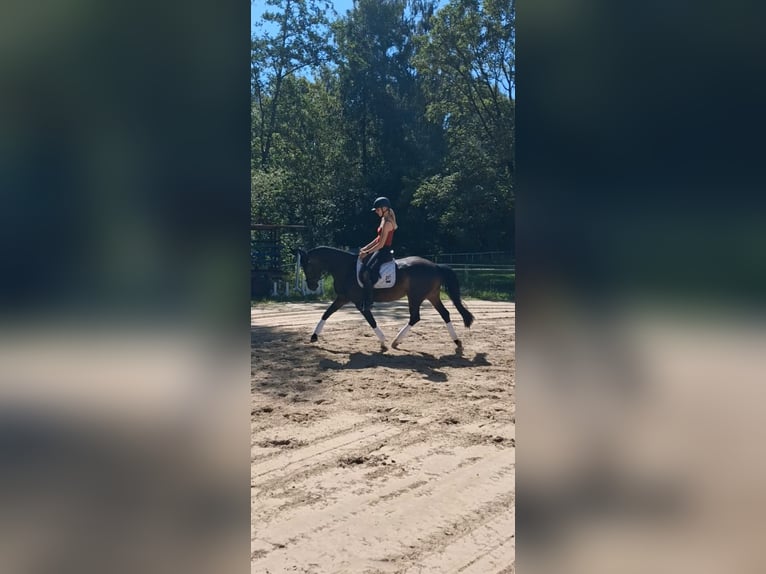 Trakehner Jument 4 Ans 160 cm Bai brun in Bad Salzuflen