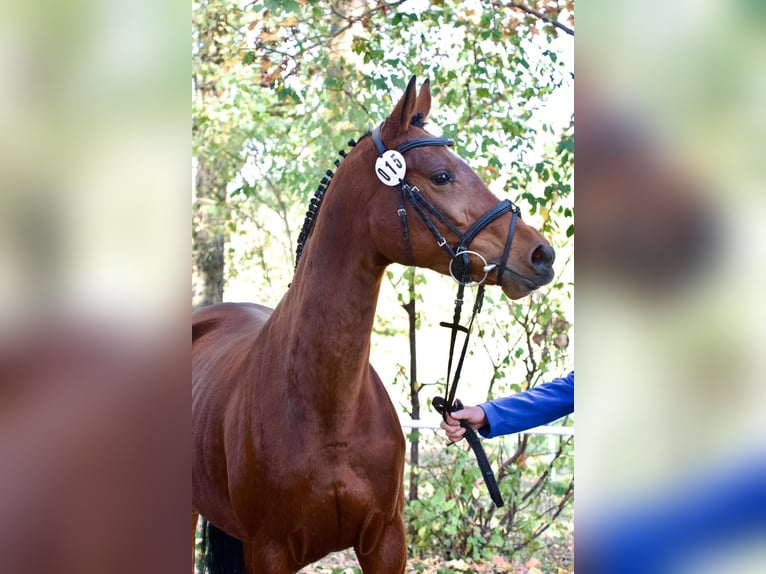 Trakehner Jument 4 Ans 160 cm Bai in Bargteheide
