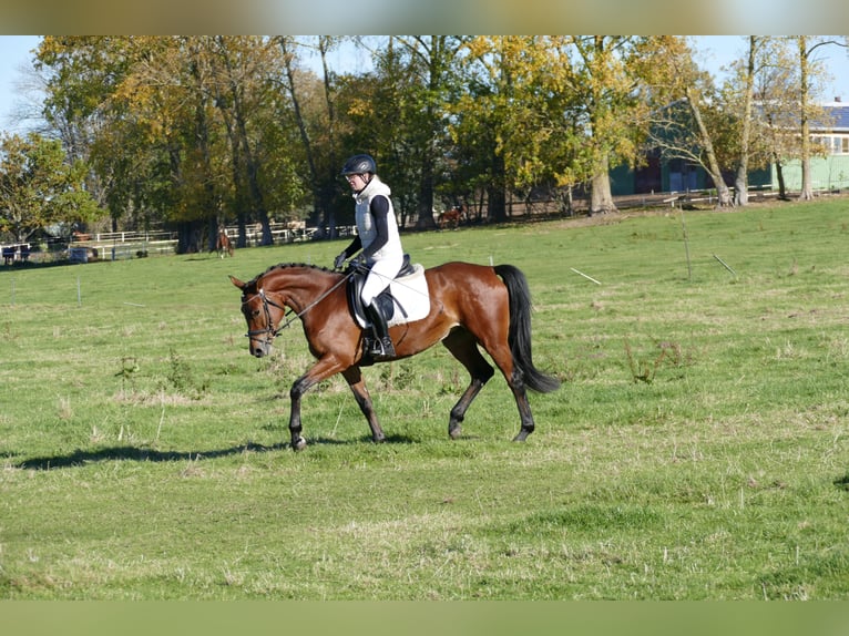 Trakehner Jument 4 Ans 160 cm Bai in Ganschow