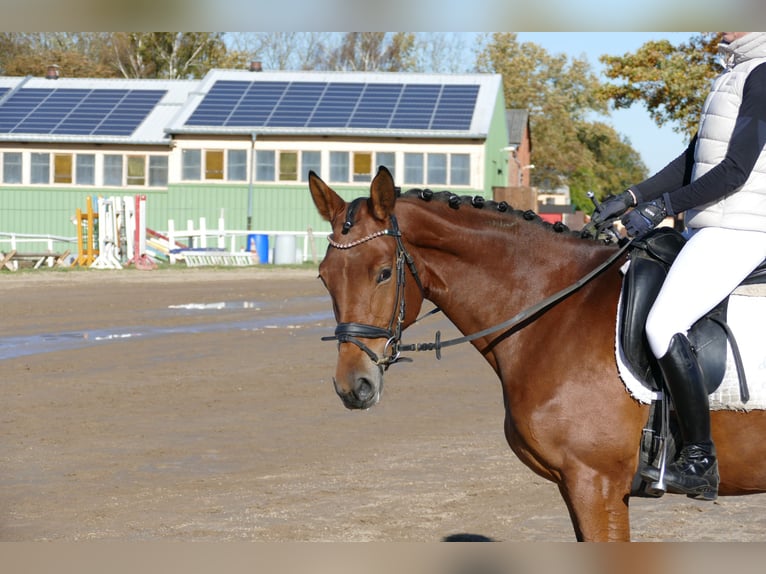 Trakehner Jument 4 Ans 160 cm Bai in Ganschow