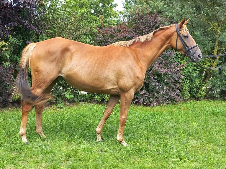 Trakehner Jument 4 Ans 162 cm Alezan in Heidekrug