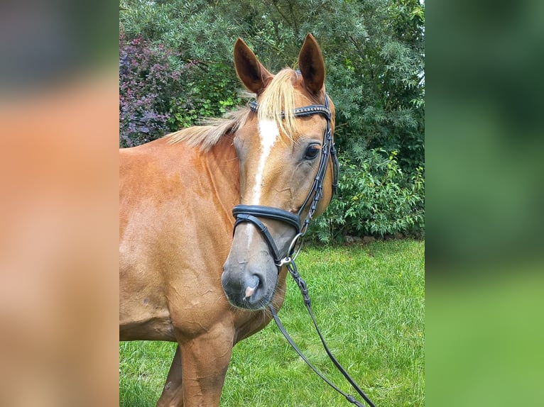 Trakehner Jument 4 Ans 162 cm Alezan in Heidekrug