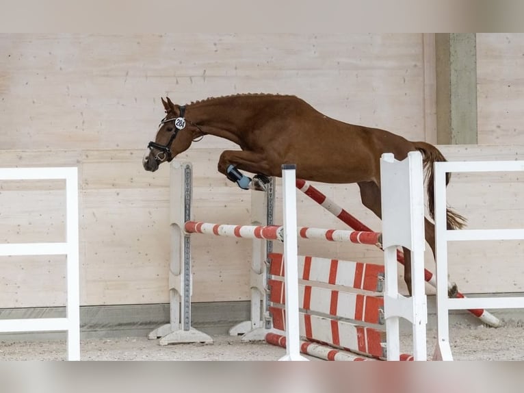 Trakehner Jument 4 Ans 163 cm Alezan in Kutzleben