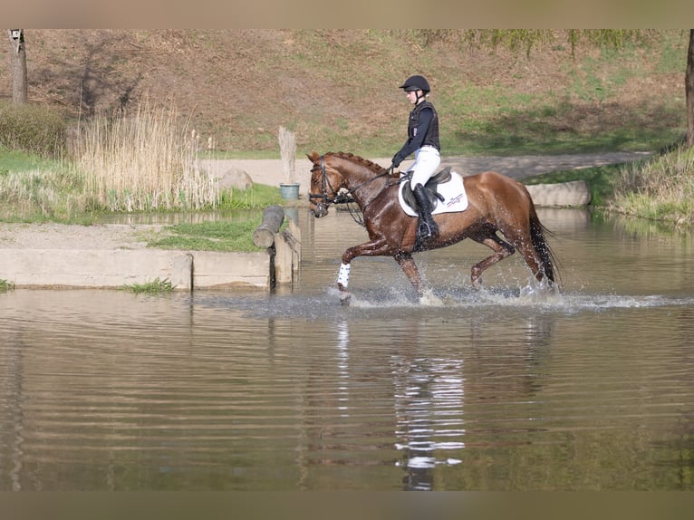 Trakehner Jument 4 Ans 164 cm Alezan in ScharbeutzSchürsdorf