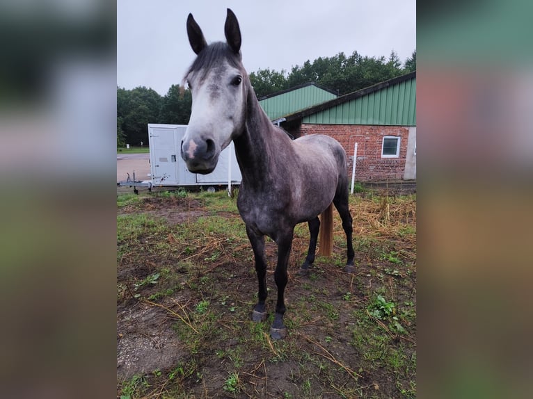 Trakehner Jument 4 Ans 165 cm Gris in Hasenmoor