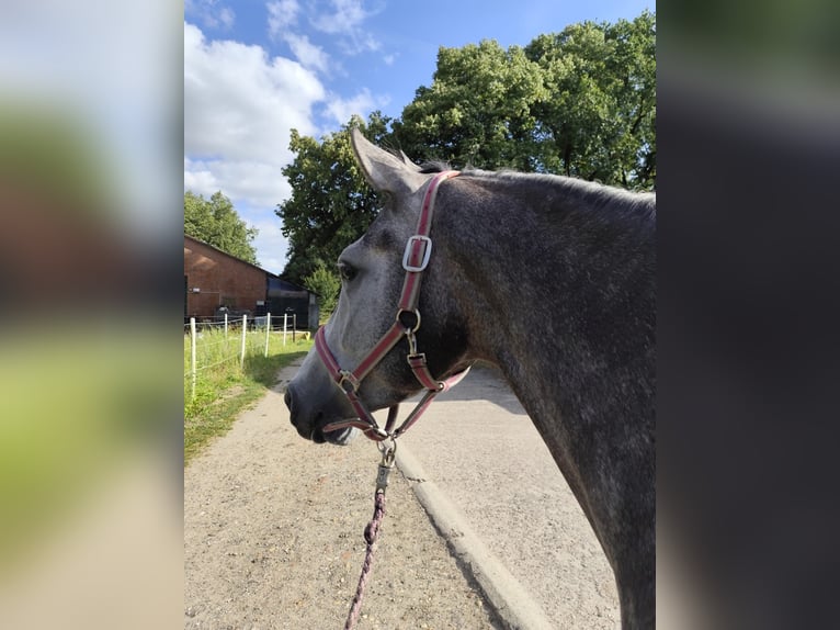 Trakehner Jument 4 Ans 165 cm Gris in Hasenmoor