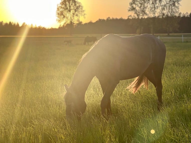 Trakehner Jument 4 Ans 165 cm Gris in Hasenmoor