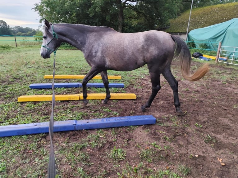 Trakehner Jument 4 Ans 165 cm Gris in Hasenmoor