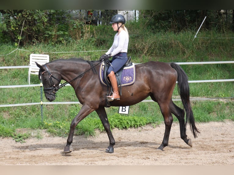 Trakehner Jument 4 Ans 165 cm Noir in Seibersbach