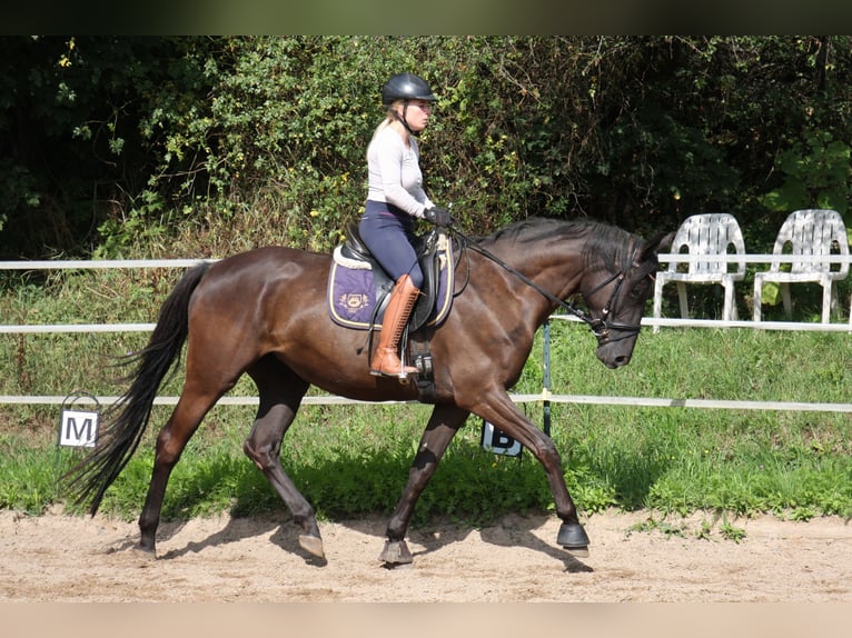 Trakehner Jument 4 Ans 165 cm Noir in Seibersbach