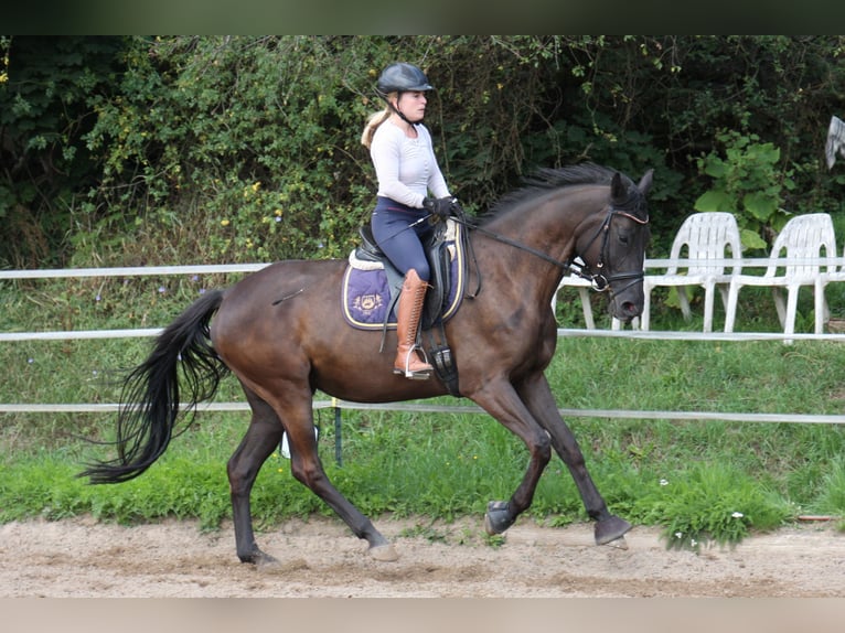 Trakehner Jument 4 Ans 165 cm Noir in Seibersbach